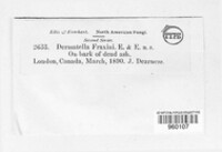 Pezicula carpinea image